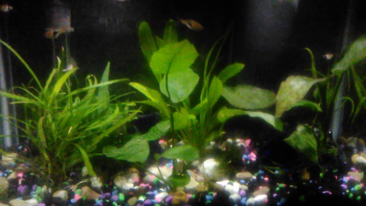 video phone beyonce mp3 Ten gallon betta community tank update