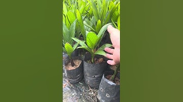 Cây Cau lùn tứ quý chuẩn giống | 0386569374 - Ngọc Ngân Bến Tre | Chuyên cây độc lạ