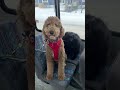 Dogs board the ‘puppy bus’ in Alaska