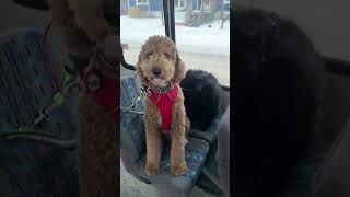 Dogs board the ‘puppy bus’ in Alaska