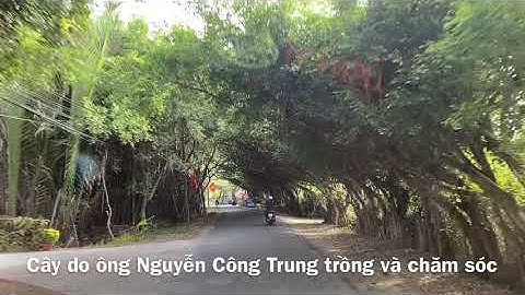 Độc đáo vòm cây ở xã Thới Sơn- Mỹ Tho,Tiền Giang