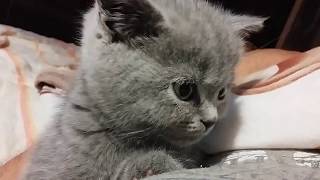 Хорошенький котенок британец засыпает.Просто мимими Хорошенький котенок британец засыпает.Просто мимими