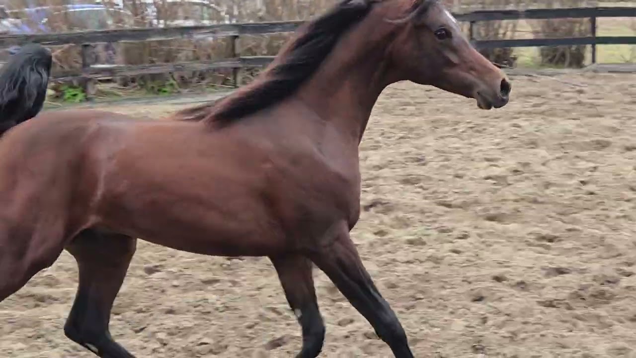 Noor al Khail 02-28-2026