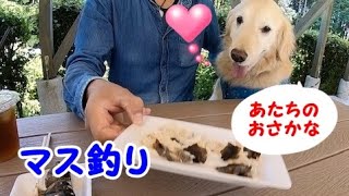 マス釣りに付き合ってマスが食べられたゴールデンレトリバーのはっち 釣り動画