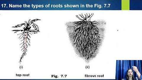 GEETA JAIN /FORM 6/SCIENCE/REVISION QUESTIONS/CHAPTER 7 /GETTING TO KNOW PLANTS