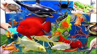 Relaxing Aquarium Stocking: Adding Beautiful Fish !eel fish,cute mini turtle,pacman frog #fish
