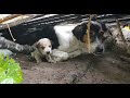 Rescue 7 puppies from the rain was born in the forest