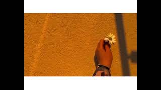 Papatya Whatsapp & İnstagram --Durumluk Video