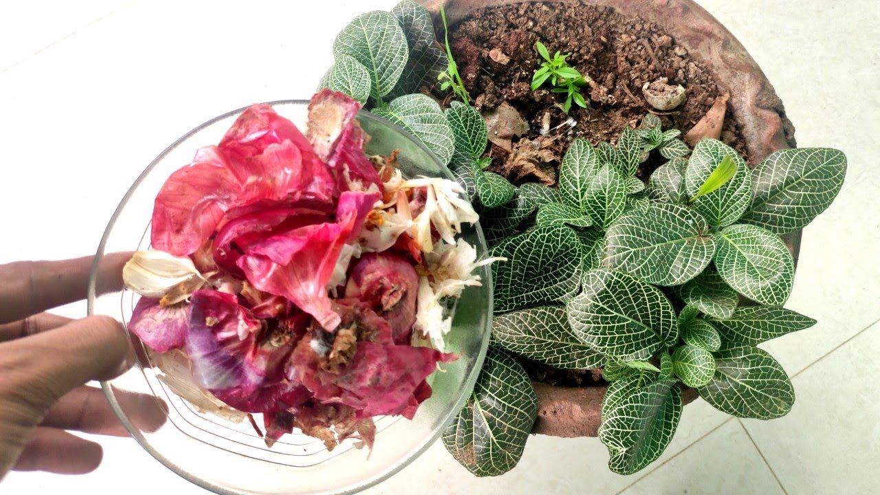 Onion peel fertilizer for plants, Organic fertilizer, Use of onion peel