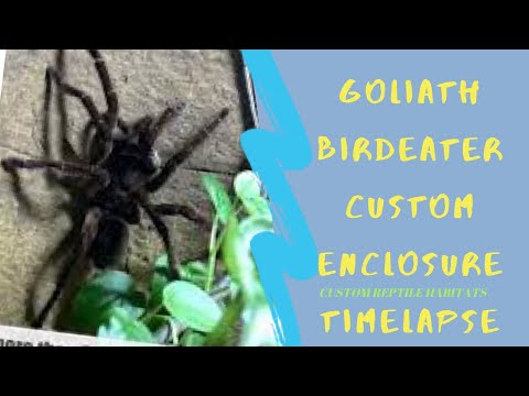 How to build a Goliath Birdeater  Enclosure: Custom Reptile Habitats Timel