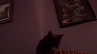 Noah - Stinky Bum