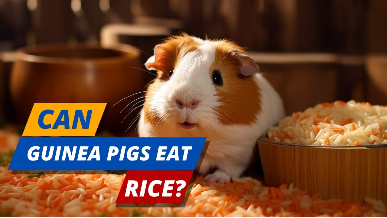 Can Guinea Pigs Eat Rice? The Truth May Surprise You - YouTube