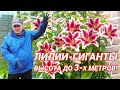 Лилии ГИГАНТЫ! Посадка и выращивание!