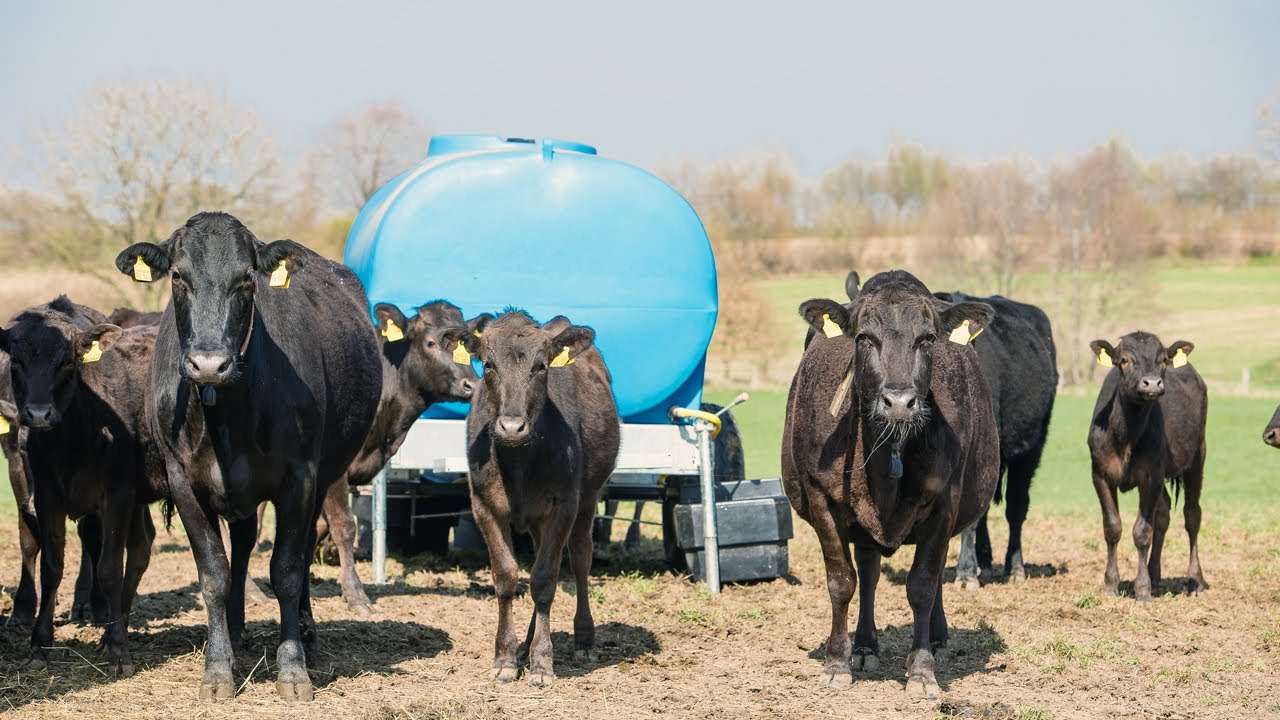 Wasser für Wagyurinder