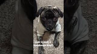 loki Is A Handsome pug Boy puppy shorts