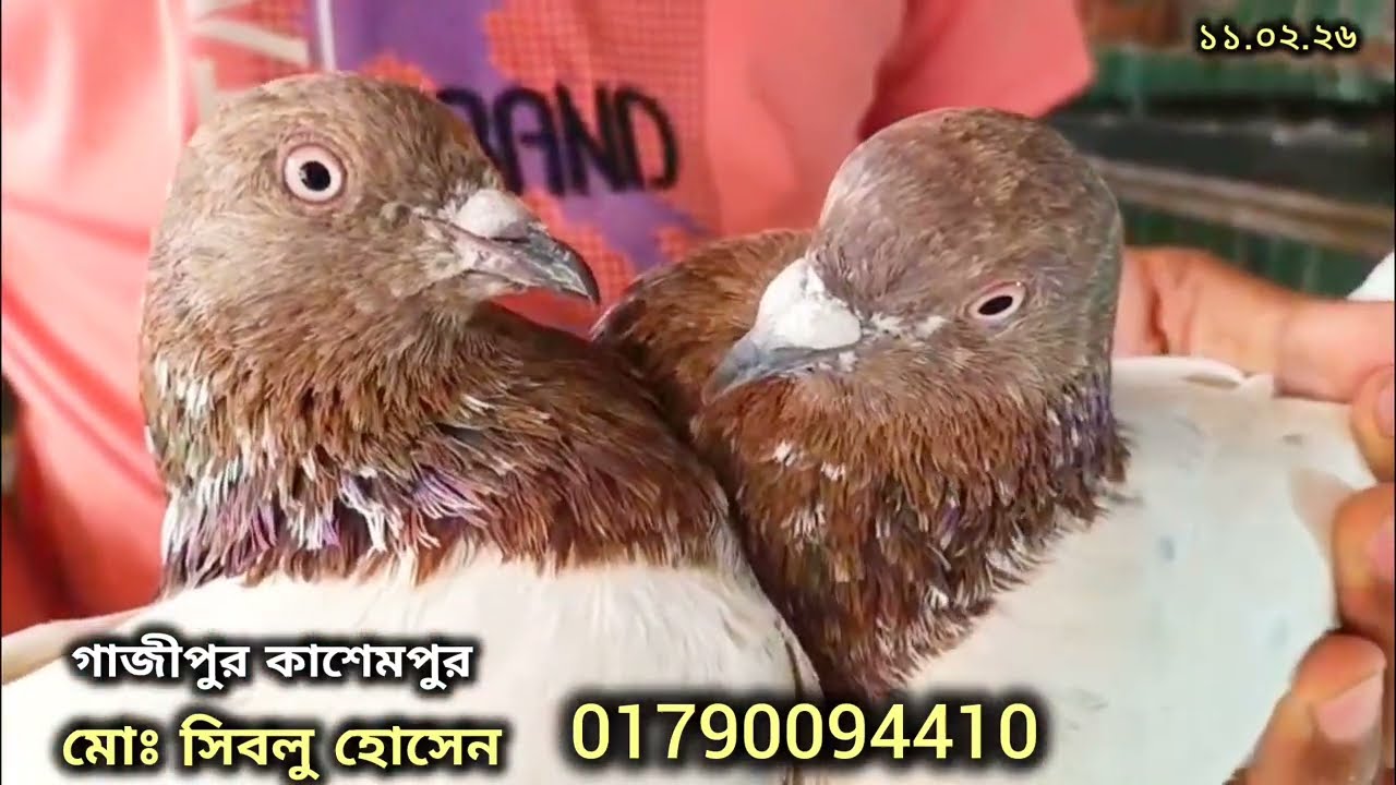 পাইকারি দামে কবুতর কিনুন,,,,,,,,,,,,, #কবুতরের_ভিডিও #কবুতর_পালন ১১.০২.২৬