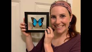 2nd grade lesson - May 8th (butterfly life cycle)