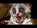 LEMUR ATTACK!!!!(Bush baby)