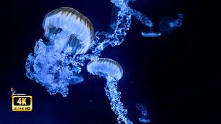 Deep Black OLED in 4K HDR | Perfect Contrast Nature Demo 60FPS