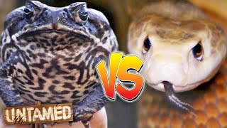 Cane Toads are a King Brown Killer! π | The Wild Life of Tim Faulkner Clips | Untamed