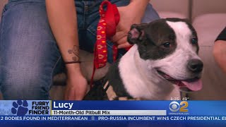 Furry Friend Finder: Peanut & Lucy