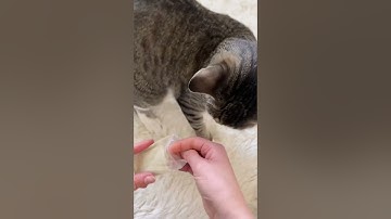 Rechargeable, washable cat toy with non-toxic cover & catnip #cattoy