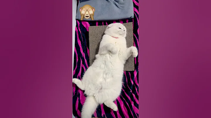 Video 11672581: cat kitten cutecat pets, kitten pets funny cutecat, cat kitten cutecat love, cat kitten cute pets, cute beautiful cats pets, cutecat kitten family, cat white blue eyes