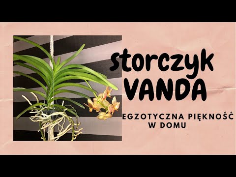 Wideo: Wanda Orchidea: Właściwa Pielęgnacja