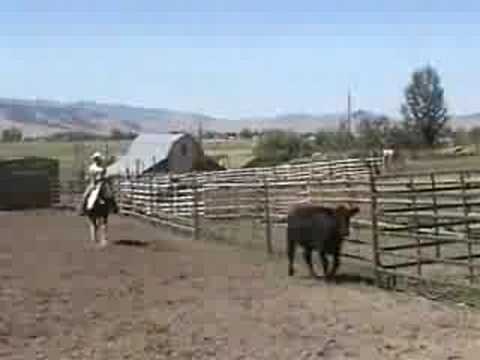 montana cattle ranch