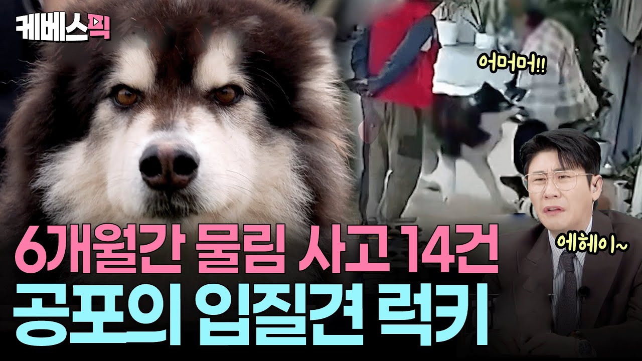 애견카페 상주견의 입질 본능🥵언제 터질지 모르는 시한폭탄 럭키 #개는훌륭하다 | KBS 251106 방송