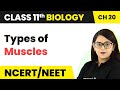 Types of Muscles - Locomotion and Movement | Class 11 Biology