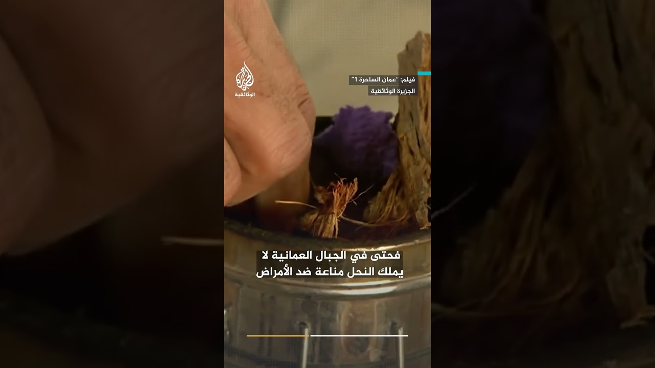 عسل الجبال.. سرّ النحال العماني في مواجهة مرض الفاروا
