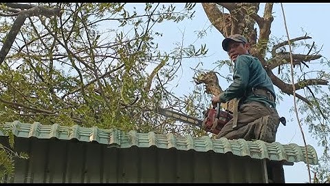 Cưa Cây me chua cho bà chị cô đơn .Cưa cây kỹ thuật cao