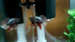GEDC0403.MOV