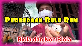 Perbedaan Bulu Rum Bulu Kapas Lovebird Biola Dan Non Biola