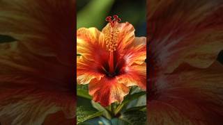 பனததள தஙகம பவன மட... நயலலவ?