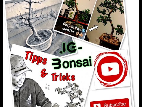 Video: Bonsai, Stile Und Klassifikation - 1