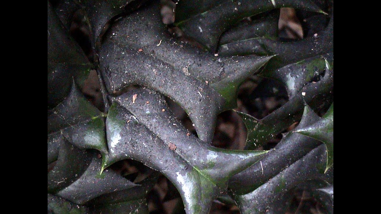 Is Black Sooty Mold a Pest on my Holly Bush? YouTube