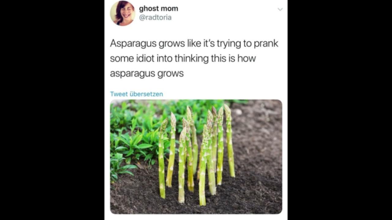 Аспарагус в огороде