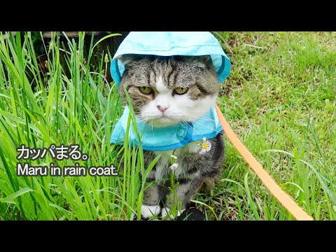 雨の日にカッパを着てお散歩するねこ２。-Maru takes a walk in a raincoat 2.-