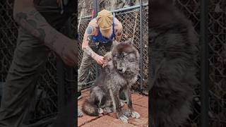 Grooming My MASSIVE Rescue Wolfdog (Ryuk)
