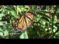 Monarchfalter Danaus plexippus bei Wau, Papua-Neuguinea, Monarch butterfly