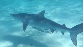 Aussiemarineadventures.com.au Danielle's Tiger Shark Swim