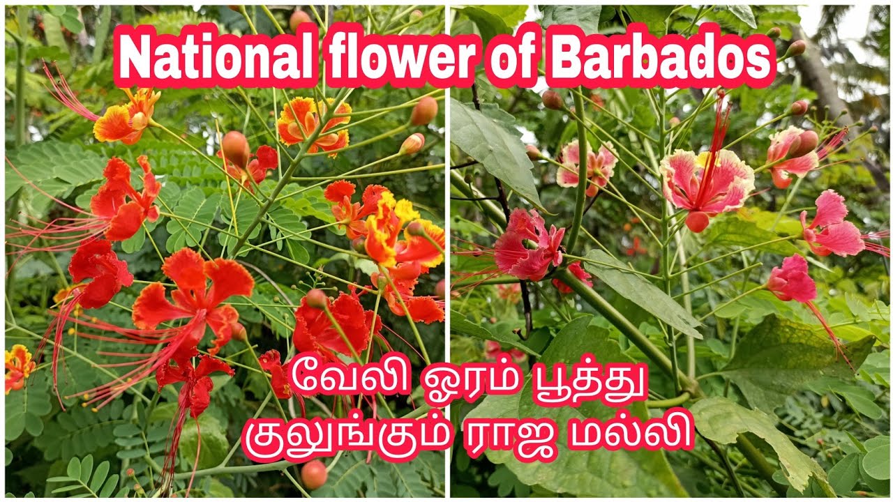 Pride of Barbados/மயில் கொன்றை/ராஜ மல்லி/peacock flower YouTube
