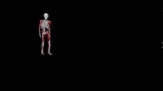 Armswing simulation without muscle excitations