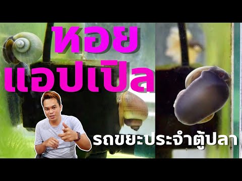 วีดีโอ: หอยทากในตู้ปลากินอะไร?