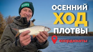 🎯 Нюансы осеннего ФИДЕРА ❗️! Плотва клюет❗️Рыбалка в Киеве! Рыбалка 2022