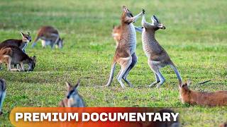 Schutzräume für Australiens Tierwelt | Naturdoku