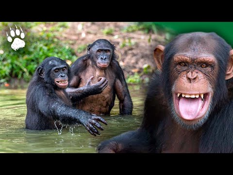 La planète des chimpanzés - Leur dernier refuge sur Terre ? - Documentaire animalier - AMP