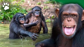 ดาวเคราะห์ของชิมแปนซี - ที่หลบภัยครั้งสุดท้ายบนโลกเหรอ? - สารคดีสัตว์ - AMP
